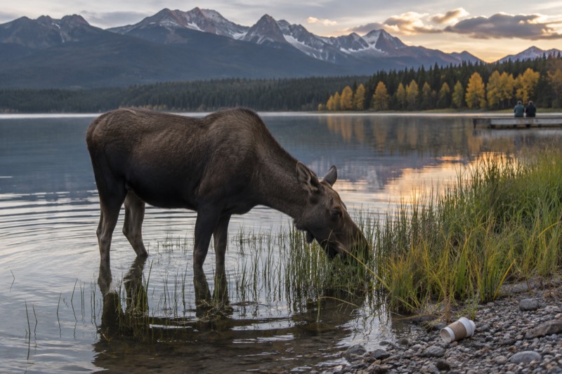 Evening Wildlife Discovery Drive