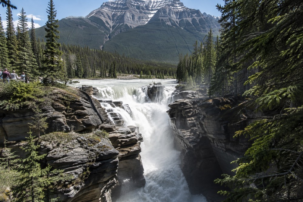 Athabasca Falls pouring through its narrow quartzite gorge south of Jasper