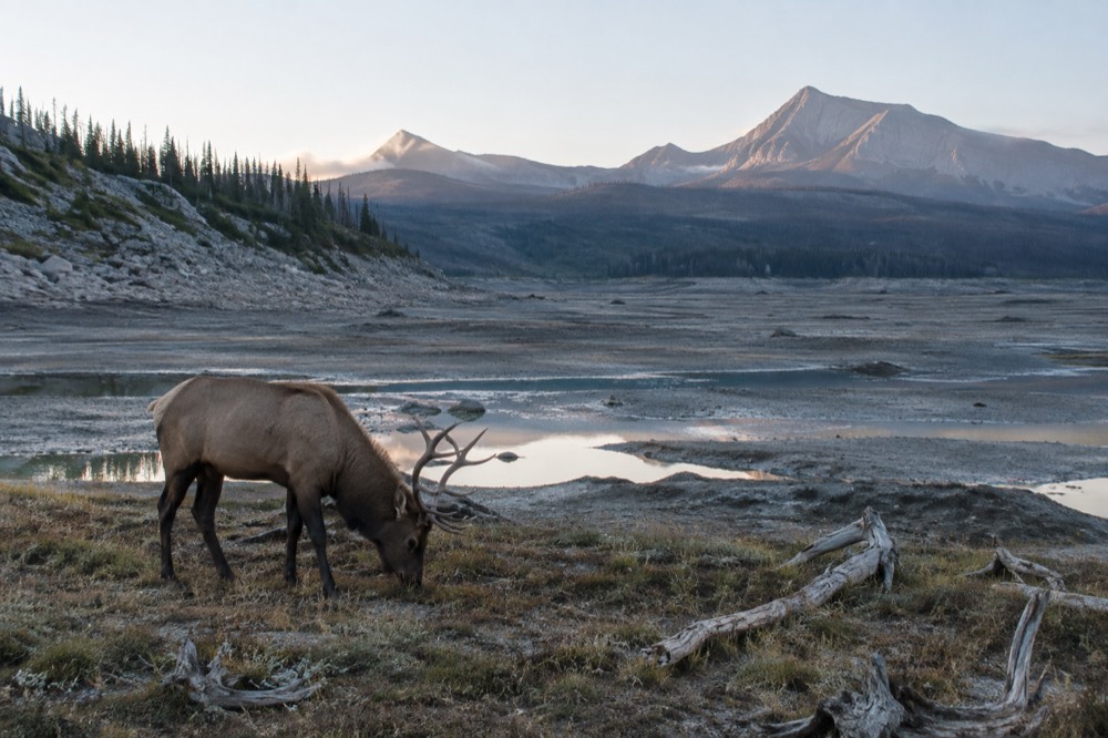 An elk standing in a meadow near a forest edge at dawn