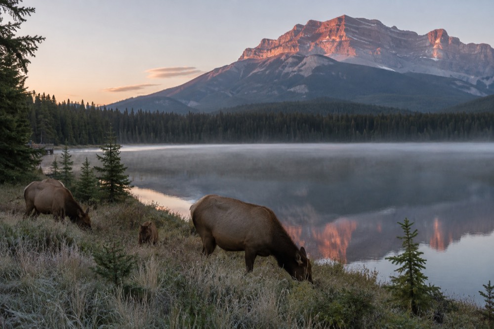 Elk grazing in a meadow beside a calm lake at dawn