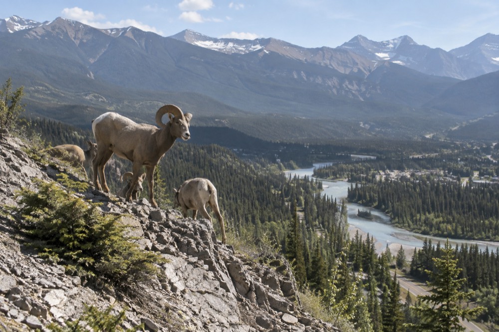 A bighorn sheep standing on a rocky slope above a forested valley