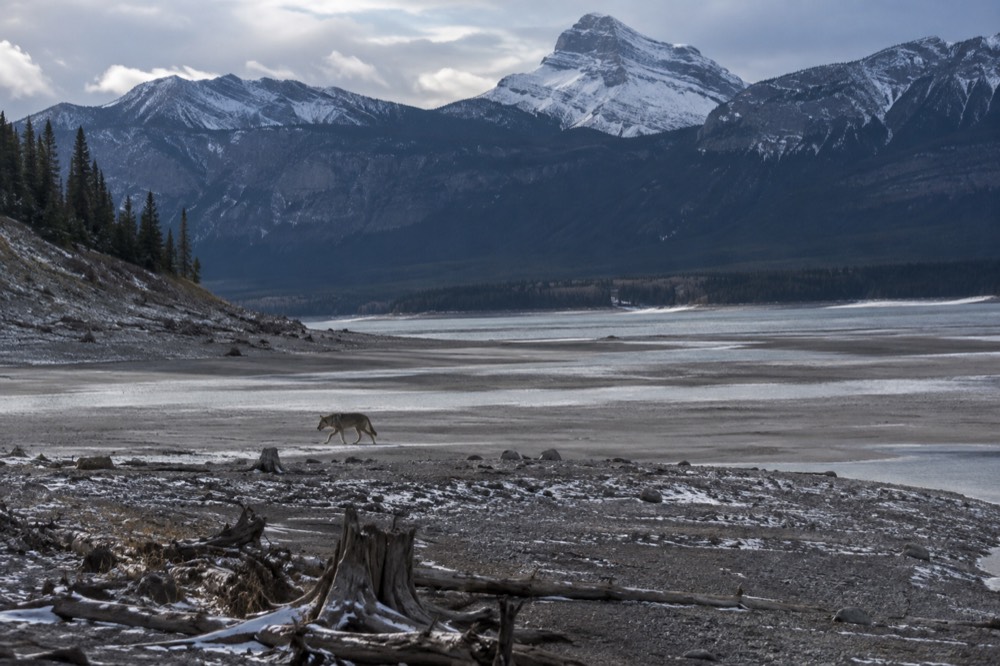 A wolf walking across a snow-covered valley floor at a distance